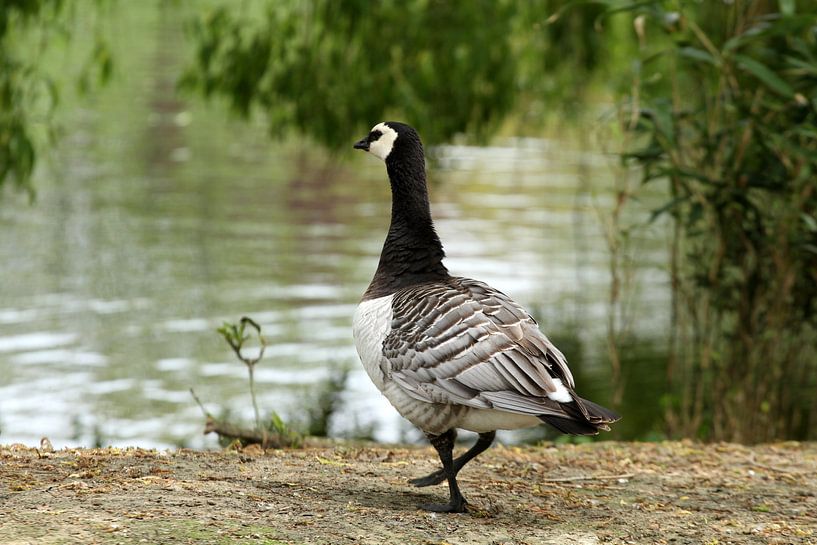Nonnengans von Sander Miedema