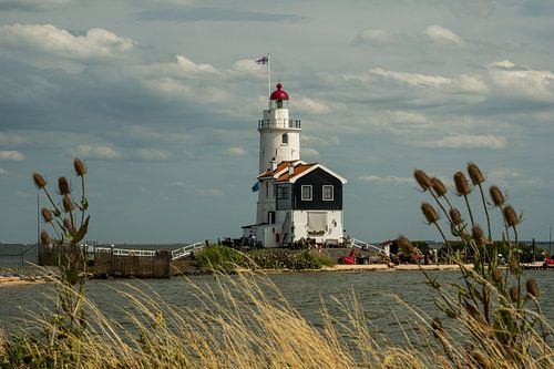 Paard van Marken fier in het landschap