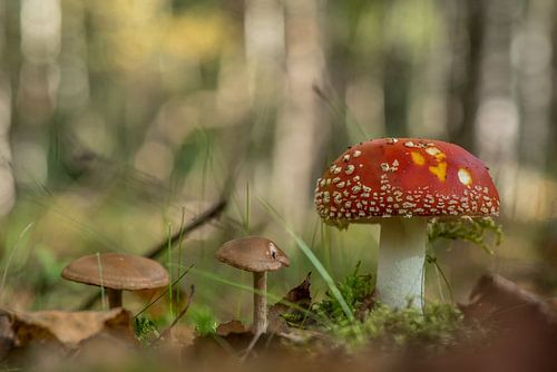 Paddenstoel als in  een sprookje
