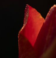 Close-up of a tulip