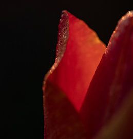 Close-up of a tulip by Davey Bogaard