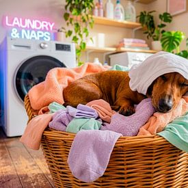 Dackel ruht sich im Wäschekorb aus von ArtMomente