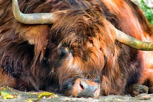 Highlander écossais