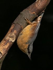 Sittelle. sur Wouter Van der Zwan