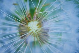 Im Inneren des Löwenzahns von Frank Ubachs fotografie