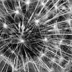 Explosie van sterren,  vuurwerk door de paardenbloem van Shop bij Rob