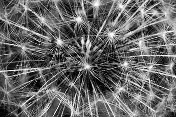 Explosion von Sternen, Feuerwerk von Löwenzahn