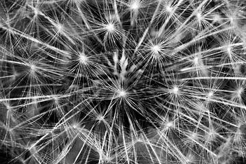 Explosie van sterren,  vuurwerk door de paardenbloem van Shop bij Rob