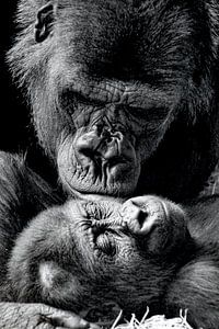 Liebe ist Gorilla-Baby mit Mami