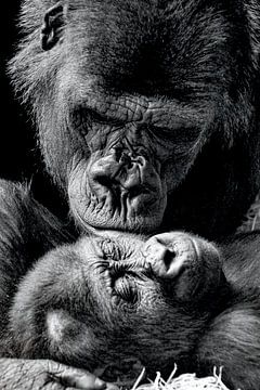 Liefde Is Gorilla Baby met Mammie  van Truckpowerr