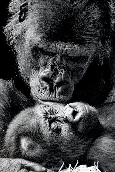 Love Is Gorilla Baby with Mommy by Truckpowerr