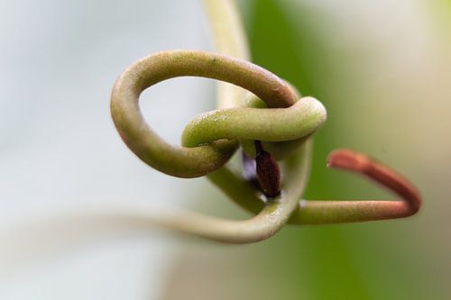 Slim macht einen Knoten hinein