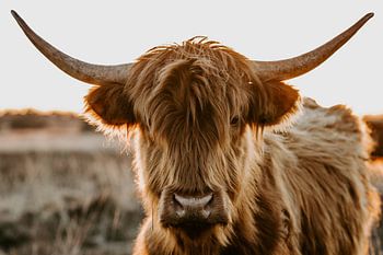 Schottischer Highlander bei Sonnenuntergang