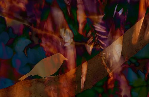 Und das Rotkehlchen singt (Silhouette eines Rotkehlchens auf einem Ast vor warmem Hintergrund)