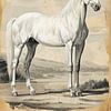 Le cheval blanc en style classique L'élégance dans les tons sépia sur Eva Lee