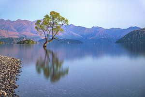 Nieuw-Zeeland Wanaka Boom van Jean Claude Castor