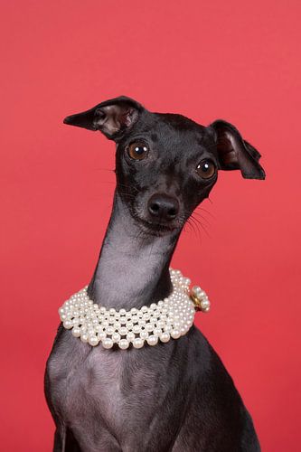 Bruine Italiaanse windhond met een parel ketting om tegen een rode achtergrond
