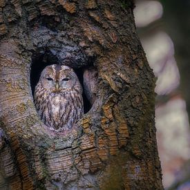 Ein Nickerchen machen von Bram de Jong