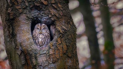 Een uiltje knappen van Bram de Jong
