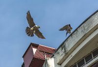Slechtvalk ( Peregrine Falcon )