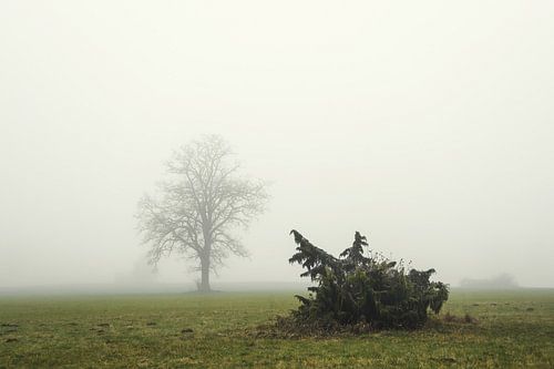 Mistig landschap Irndorfer Hardt - Natuurpark Opper-Donau