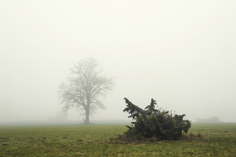 Nebellandschaft Irndorfer Hardt - Naturpark Obere Donau von BlattArt - Christine Horn