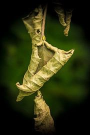 Dead leaves van Marianne Rouwendal