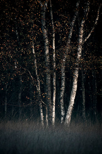 Des bouleaux dans une palette automnale sombre