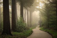 Foggy morning in the forest