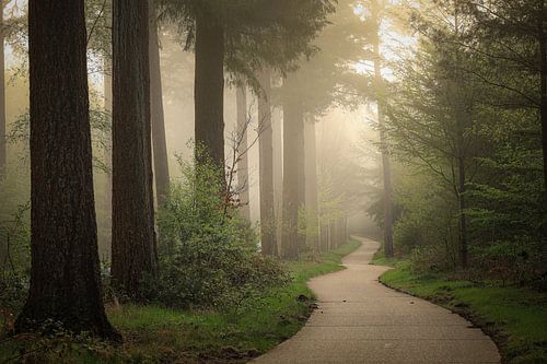 Matinée brumeuse dans la forêt sur Eefje John