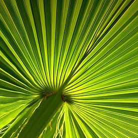 Green palm leaf macro shot by Violetta Honkisz