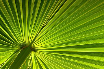 Macro-opname van groen palmblad van Violetta Honkisz