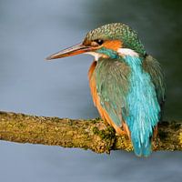 IJsvogel