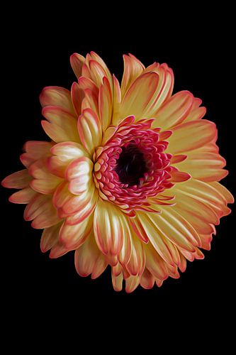 Gelbe Gerbera