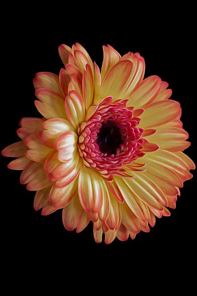 Gelbe Gerbera von Ilse Jansen