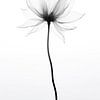 Transparent flowers by Bert Nijholt