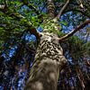 Boom met schaduwen in het bos sur Nel Diepstraten