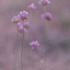 LILA // pluie violette sur Rita Kuenen