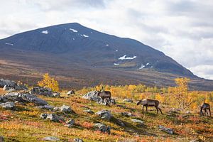 Rentierherde beim Abisko Nationalpark im farbenfrohen Herbst Lapplands.