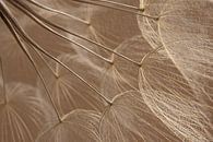 Warm colours: Fluff from nature in the light by Marjolijn van den Berg thumbnail