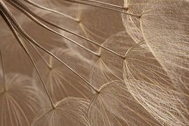 Warm colours: Fluff from nature in the light by Marjolijn van den Berg