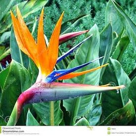 Bc de groot Profilfoto