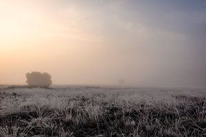 Frozen dew by Maarten Kooij