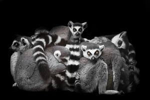 A lot cat lemurs gathered in a heap by Michael Semenov