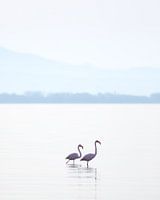 Wild Flamingos