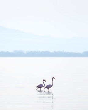 Wilde Flamingos van Emile Kaihatu