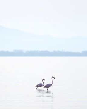 Wilde Flamingos