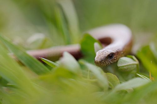 im Gras unterwegs... Blindschleiche *Anguis fragilis* sur wunderbare Erde