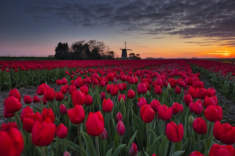 soft orange sky near tulip field by peterheinspictures