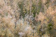 silver and gold by rob creemers thumbnail